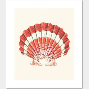hand drawn lesser scallop shell Posters and Art